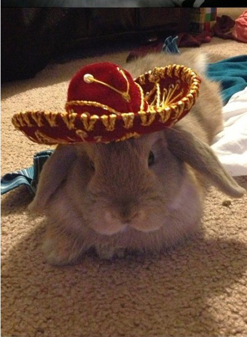 無奇不有的設(shè)計(jì)，兔子戴的寵物帽子