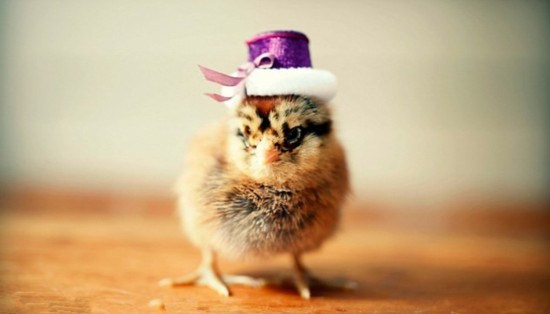 寵物帽子盤(pán)點(diǎn)，小雞戴的帽子最蒙